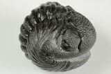 Wide, Enrolled Pedinopariops Trilobite #190597-2